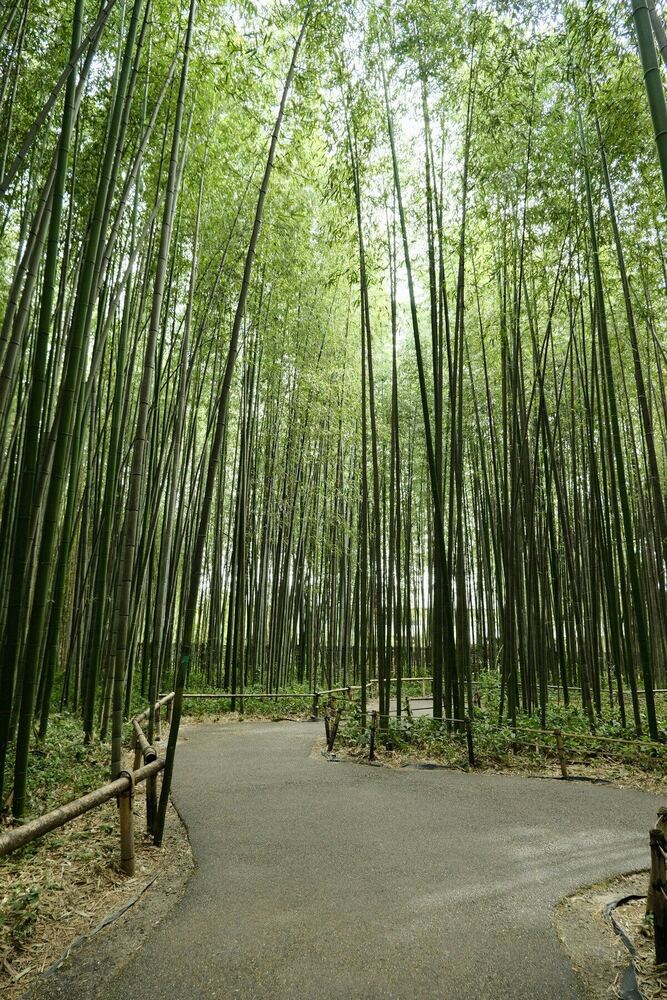 嵐山の竹林。背の高い竹が空に向かって伸びる参道