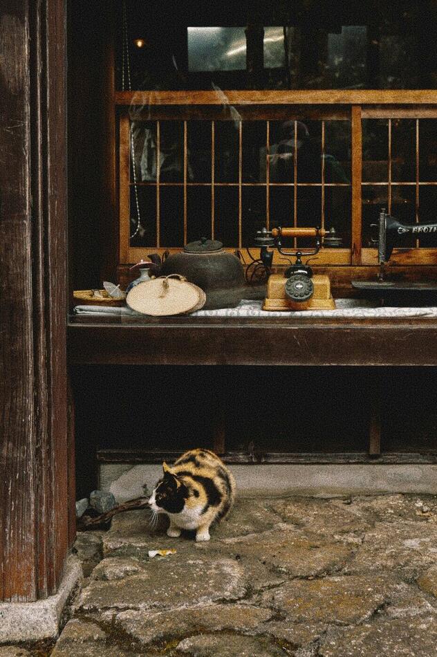 古道具屋の店先にうずくまる三毛猫。窓辺にはレトロな電話機や陶器が並ぶ